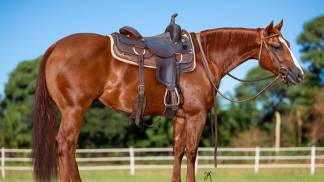 Foto 01_NURSE SMART ROYAL JA  (3)