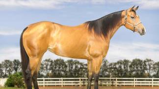 Foto 02_Milos Heart Of Gold