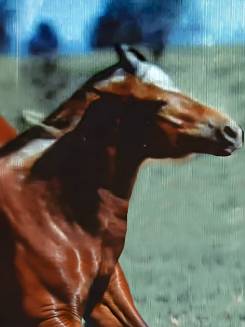 LA SEMILLA - P003554