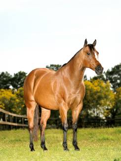 SUMMER TOLL - P054474