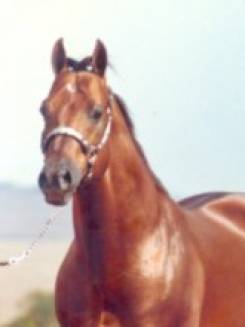 MR PAR THREE - P001629