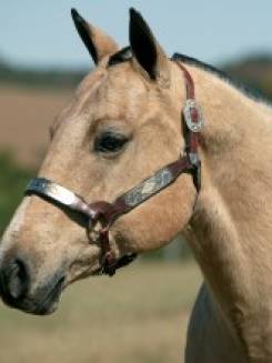 ST CAJUINA - P054759