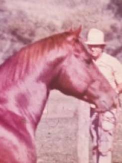 PRINCIPE ROJO - P000172