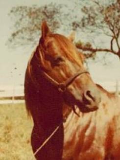 SALTILLO JR - AQHA 16684