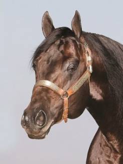 SHADY KING TIMES EK - P067809