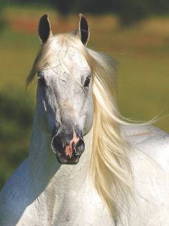 EL SHADY ZORRERO - P029810