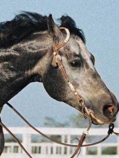 PG BILLY GRAY - P077578