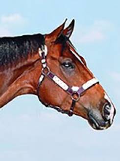 HIPOCRESIA DASH - P095125