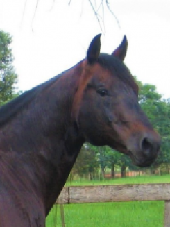 SMARVELENA - P024774