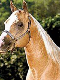 ETERNALY STEEL FB - P044031