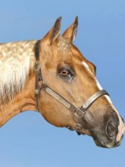 NAPOLEON SUS - P080106