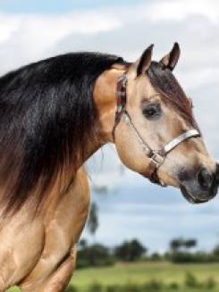 COUNTRY DUN IT - P073735