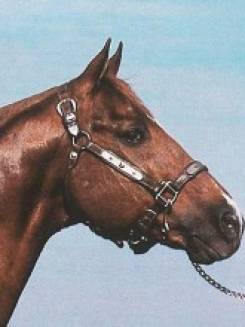 FAILAS AMBASADOR - P003365