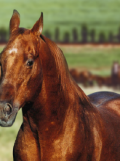 DOC’S GAMAY - P001824