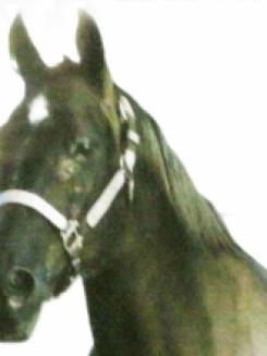 GO GALA BAR’S - P015040