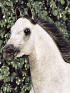 BLAZEN BRYAN - P063237