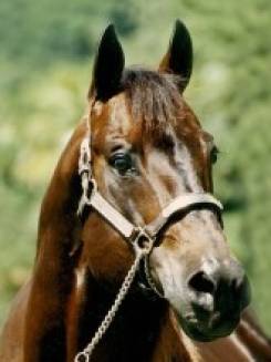 RONALD DA ER - P005395