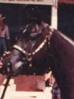 SHADY PAR PH - P005068