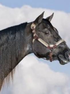 LIDER DA SM - P011655