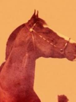 LADY’S MOON - P002230