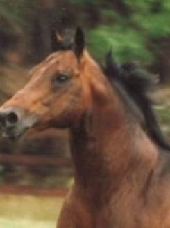 TROUBLE TWO TIMES - P002049