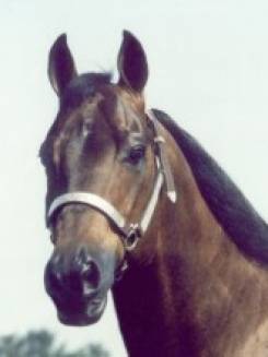 MR JAY BEE DEE - P037012