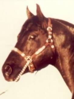 SHADY APOLO BARS - P000582