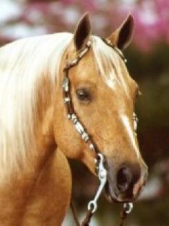 MELODYS DUN IT - P050250