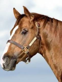 HOLLAND EASE - P041819