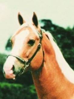 ETERNALY FRED - P002174