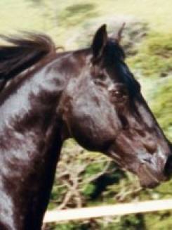 EL ZORRERO - P000856