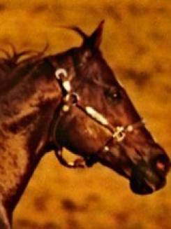 DASH FOR CASH JR - P005013