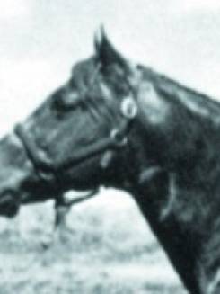 CARACOLITO - P000001