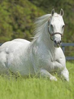 SILVER WILD SLN - P046434