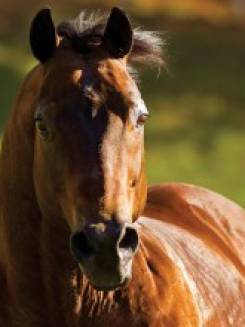 ANGOLANO BEAVER CV - P056602