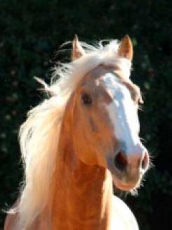 MISS PEPPY FRECKLES - P026218