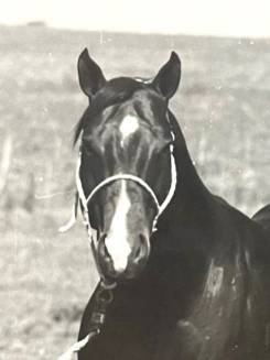 DOUBLE BULL - P000002