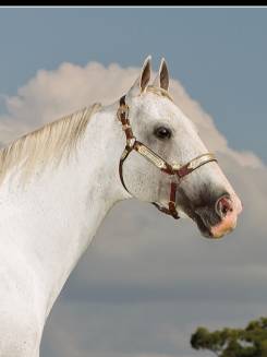 FISHERS DASH - P072064