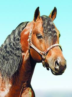 HOBBY TOP CODY - P021166