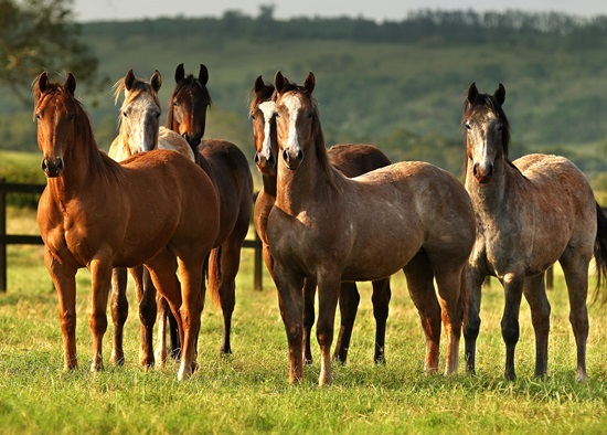 Foto A Retrospectiva 2015 Mercado QM foto Gabriel Oliveira 550