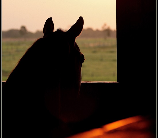 Foto E Retrospectiva 2015 Mercado QM foto Gabriel Oliveira 550