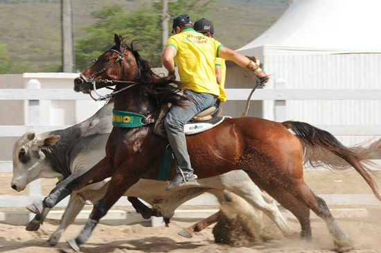 DSC 7437 quarto de milha e a industria chamada vaquejada 550 copy